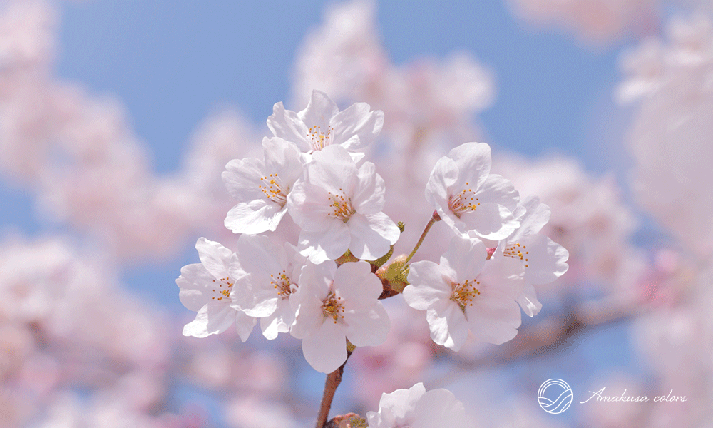 熊本県の桜の名所！おすすめの穴場お花見スポットも紹介