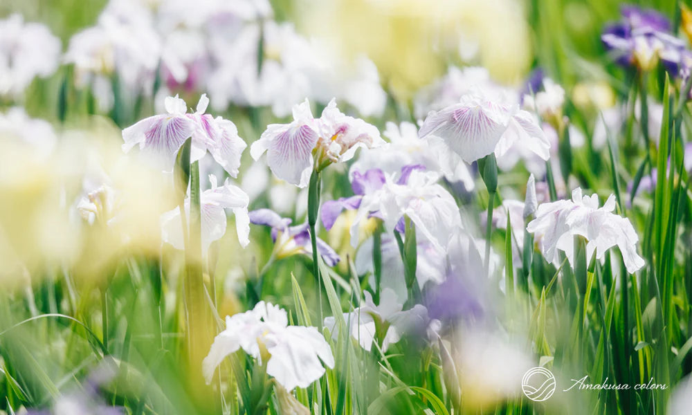 6月は西の久保公園で満開の花しょうぶを楽しもう！