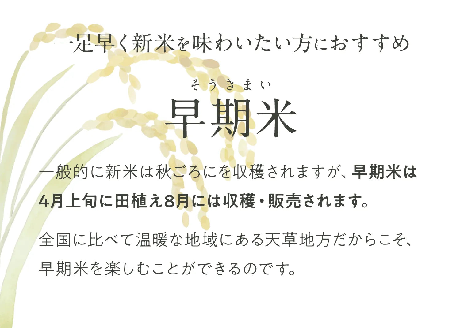 【おひとり様各サイズ1点まで】倉田農園のおいしいお米（新米）｜天草本町産